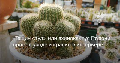 «Тещин стул», или эхинокактус Грузони: прост в уходе и красив в интерьере