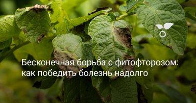 Бесконечная борьба с фитофторозом: как победить болезнь надолго - botanichka.ru - г. Виноград