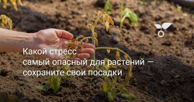 Какой стресс самый опасный для растений — сохраните свои посадки - botanichka.ru