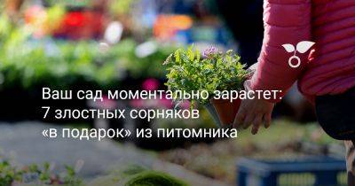 Сад под угрозой — 7 злостных сорняков «в подарок» из питомника - botanichka.ru