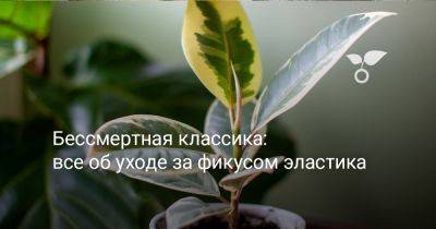 Бессмертная классика: всё об уходе за фикусом эластика - botanichka.ru - республика Коми