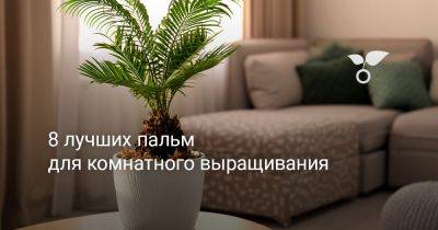 8 лучших пальм для комнатного выращивания - botanichka.ru - республика Коми