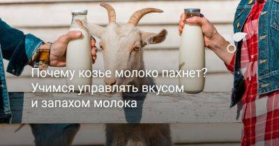 Почему козье молоко пахнет? Учимся управлять вкусом и запахом молока - botanichka.ru