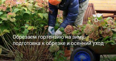 Обрезаем гортензию на зиму: подготовка к обрезке и осенний уход - botanichka.ru