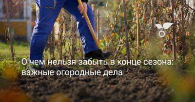 О чем нельзя забыть в конце сезона: важные огородные дела - botanichka.ru