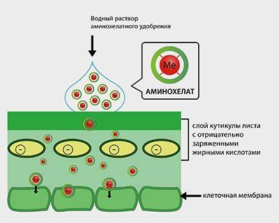 Аминохелаты – решение старых проблем новыми способами - rynok-apk.ru