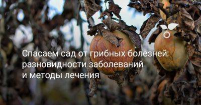 Спасаем сад от грибных болезней: разновидности заболеваний и методы лечения - botanichka.ru