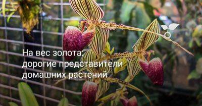 На вес золота: дорогие представители домашних растений - botanichka.ru - Китай - Сша - Мексика - Малайзия