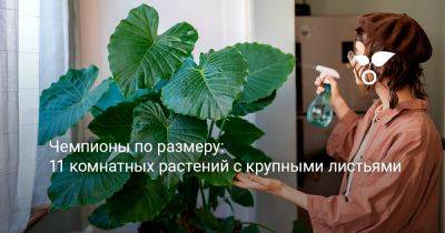 Чемпионы по размеру: 11 комнатных растений с крупными листьями - botanichka.ru