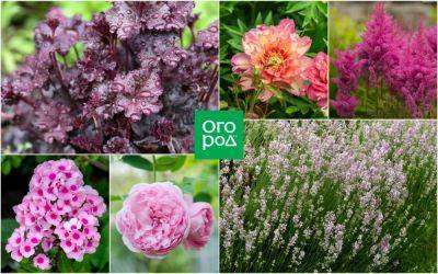Клумба непрерывного цветения в розовых тонах: растения и схема - ogorod.ru