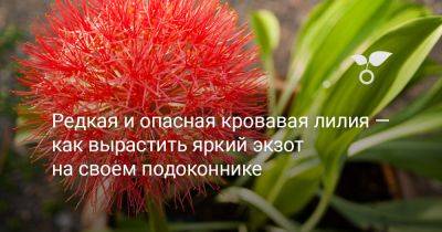 Редкая и опасная кровавая лилия — как вырастить яркий экзот на своем подоконнике - botanichka.ru - Юар