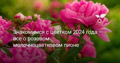 Знакомимся с цветком 2024 года — всё о розовом молочноцветковом пионе - botanichka.ru