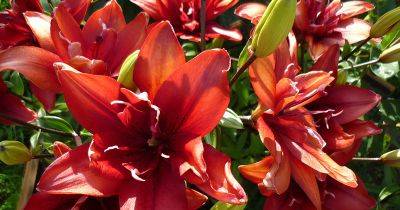 Гид по сортам лилий: как выбрать идеальный цветок - svitroslyn.ua