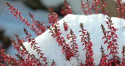 Как создать красивый зимний пейзаж в саду - svitroslyn.ua