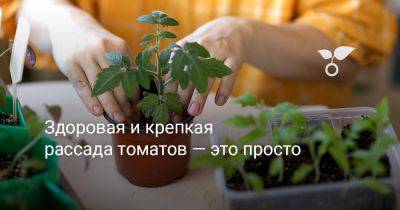 Здоровая и крепкая рассада томатов — это просто - botanichka.ru