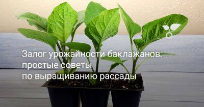 Залог урожайности баклажанов: простые советы по выращиванию рассады - botanichka.ru - Калининград