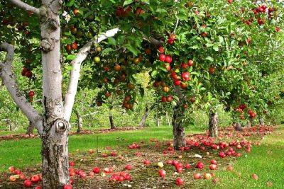 Посадка и уход за фруктовыми деревьями: 10 советов - sadogorod.club