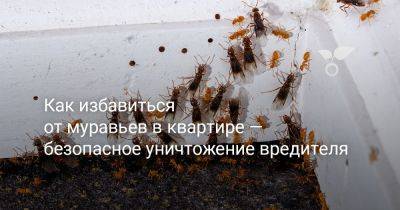 Как избавиться от муравьев в квартире — безопасное уничтожение вредителя - botanichka.ru