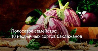 Полосатое семейство: 10 необычных сортов баклажанов - botanichka.ru