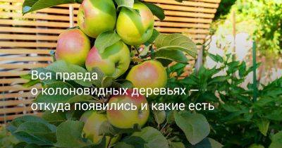 Вся правда о колоновидных деревьях — откуда появились и какие есть - botanichka.ru - Россия