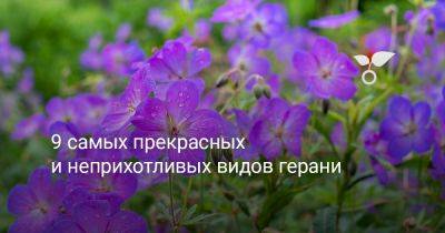 9 самых прекрасных и неприхотливых видов герани - botanichka.ru