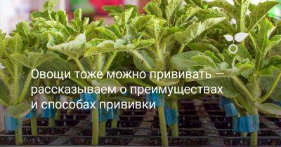 Овощи тоже можно прививать — рассказываем о преимуществах и способах прививки - botanichka.ru - Китай