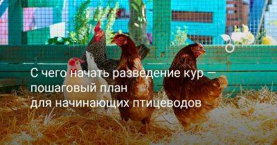 С чего начать разведение кур — пошаговый план для начинающих птицеводов - botanichka.ru