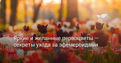 Яркие и желанные первоцветы — секреты ухода за эфемероидами - botanichka.ru