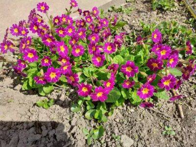 Анастасия Коврижных - Эти цветы нужно сеять в марте: буйно будут цвести до поздней осени - belnovosti.by