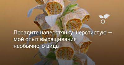 Посадите наперстянку шерстистую — мой опыт выращивания необычного вида - botanichka.ru
