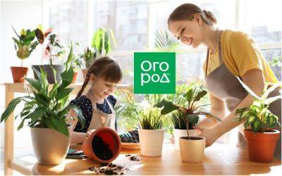 Приводим в порядок комнатные растения после зимы - ogorod.ru - республика Коми