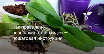 Как правильно пересаживать орхидеи — пошаговая инструкция - botanichka.ru