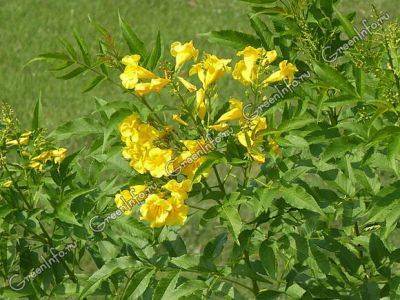 Текома прямая – желтые колокольчики - greeninfo.ru - Мексика - Пакистан
