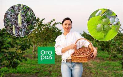 Как вырастить лесной орех на даче - ogorod.ru