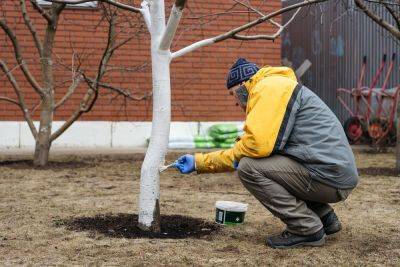 Опасное светило: солнечные ожоги коры деревьев и других растений - ogorod.ru