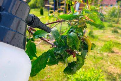 Четыре способа защитить ваш сад от вредителей - svitroslyn.ua