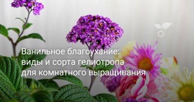 Ванильное благоухание: виды и сорта гелиотропа для комнатного выращивания - botanichka.ru