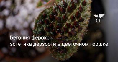 Бегония ферокс: эстетика дерзости в цветочном горшке - botanichka.ru - Китай