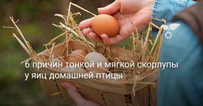 6 причин тонкой и мягкой скорлупы у яиц домашней птицы - botanichka.ru