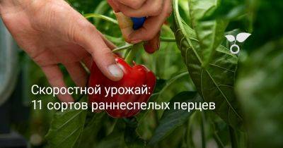 Скоростной урожай: 11 сортов раннеспелых перцев - botanichka.ru