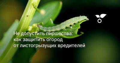 Не допустить пиршества: как защитить огород от листогрызущих вредителей - botanichka.ru