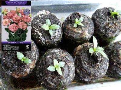 Выращивание эустомы в торфяных таблетках: как правильно посеять семена на рассаду и ухаживать - countryhouse.pro