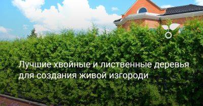 Лучшие хвойные и лиственные деревья для создания живой изгороди - botanichka.ru