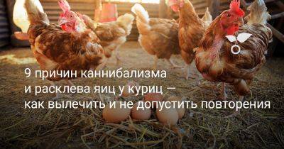 9 причин каннибализма и расклева яиц у куриц — как вылечить и не допустить повторения - botanichka.ru