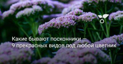Какие бывают посконники — 9 прекрасных видов под любой цветник - botanichka.ru