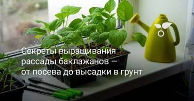 Секреты выращивания рассады баклажанов — от посева до высадки в грунт - botanichka.ru - Россия