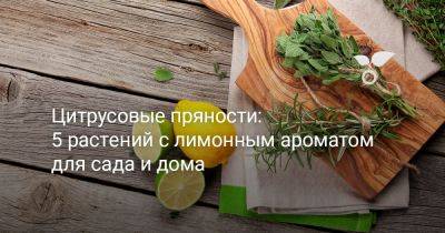 Цитрусовые пряности: 5 растений с лимонным ароматом для сада и дома - botanichka.ru