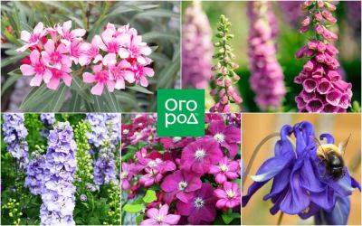 Ужасно красиво: 15 ядовитых растений, которые можно встретить на даче - ogorod.ru