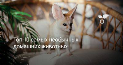Топ-10 самых необычных домашних животных - botanichka.ru
