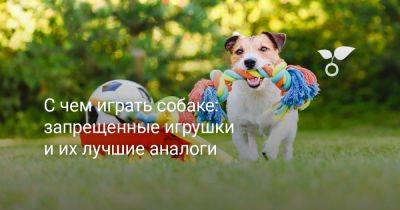 С чем играть собаке: запрещенные игрушки и их лучшие аналоги - botanichka.ru